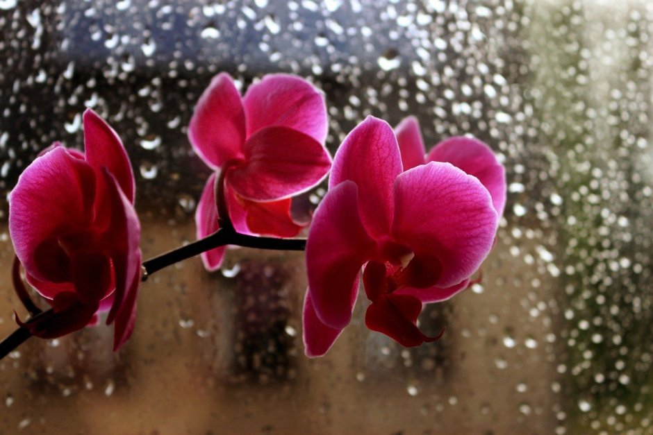 Лонг Хай пурпур Орхидея