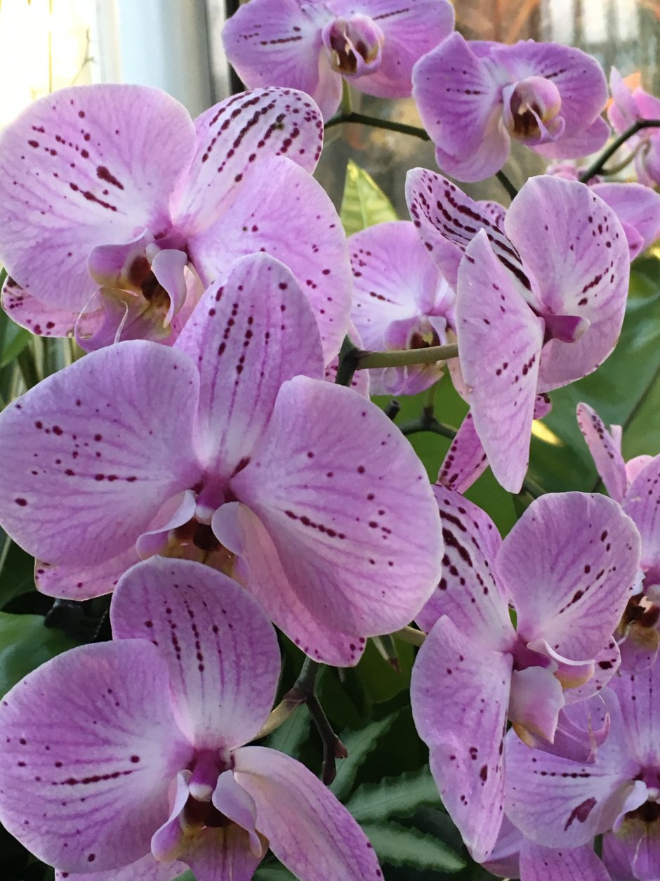 Орхидея Phalaenopsis Лоу
