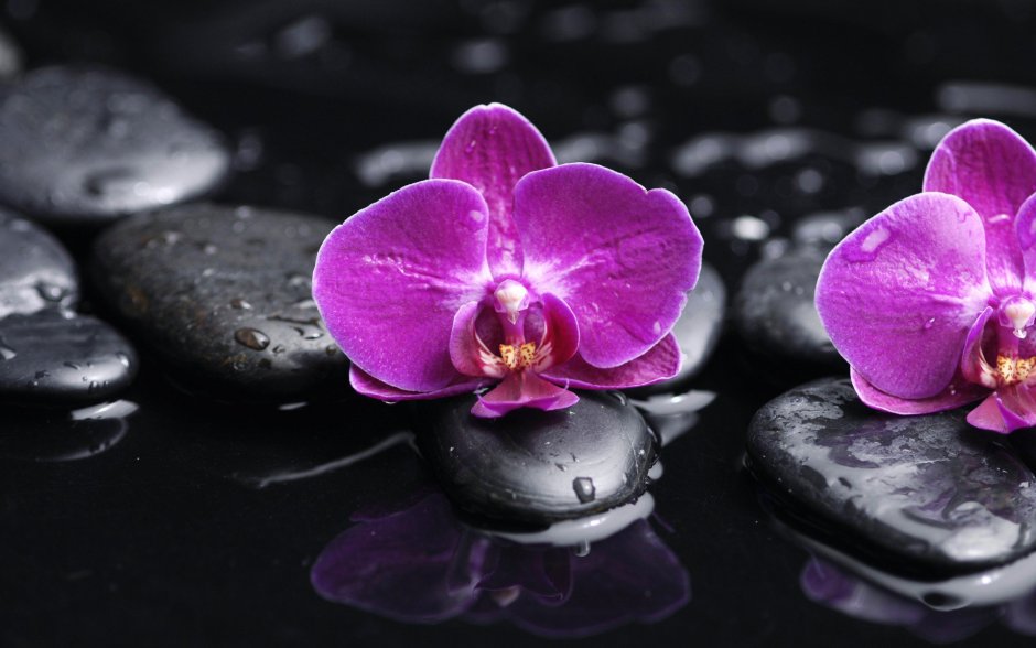 Орхидея на черном фоне