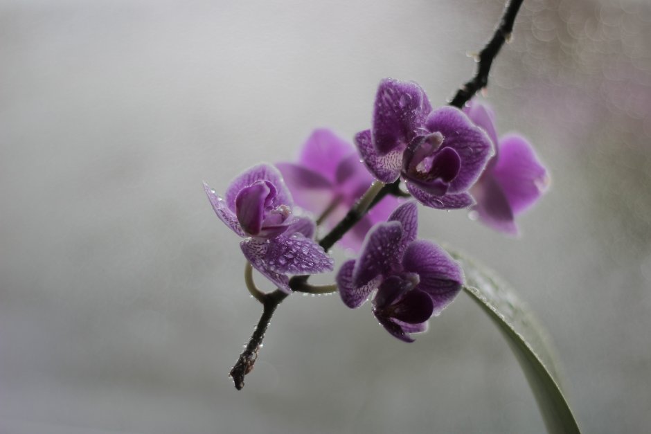 Ляпистый мутный фон природы орхидеи