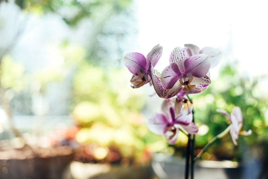 Сиреневая Орхидея