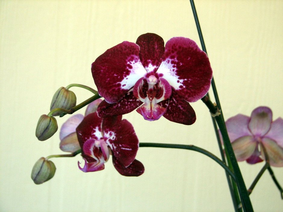 Орхидея цвета индиго