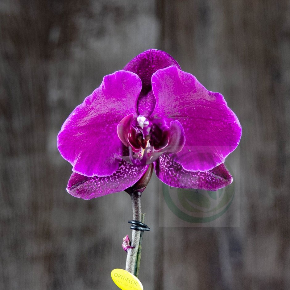 Орхидея фаленопсис Синголо