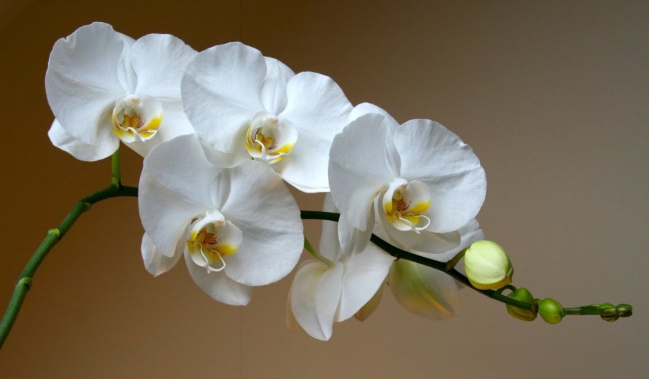 Белые орхидеи на голубом картинки