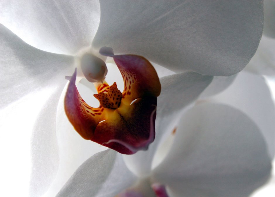 Орхидея фаленопсис Синголо