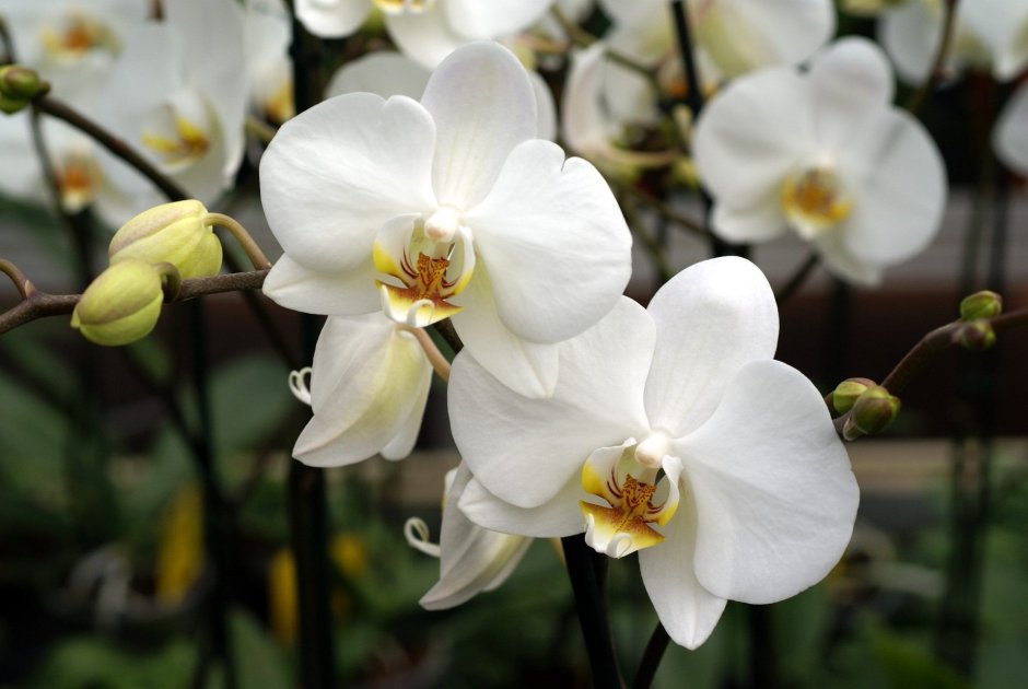 Орхидея Пескара