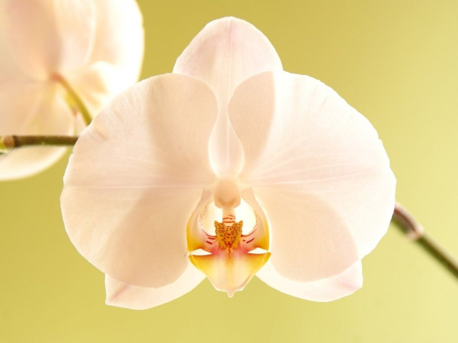 Синголо орхидея
