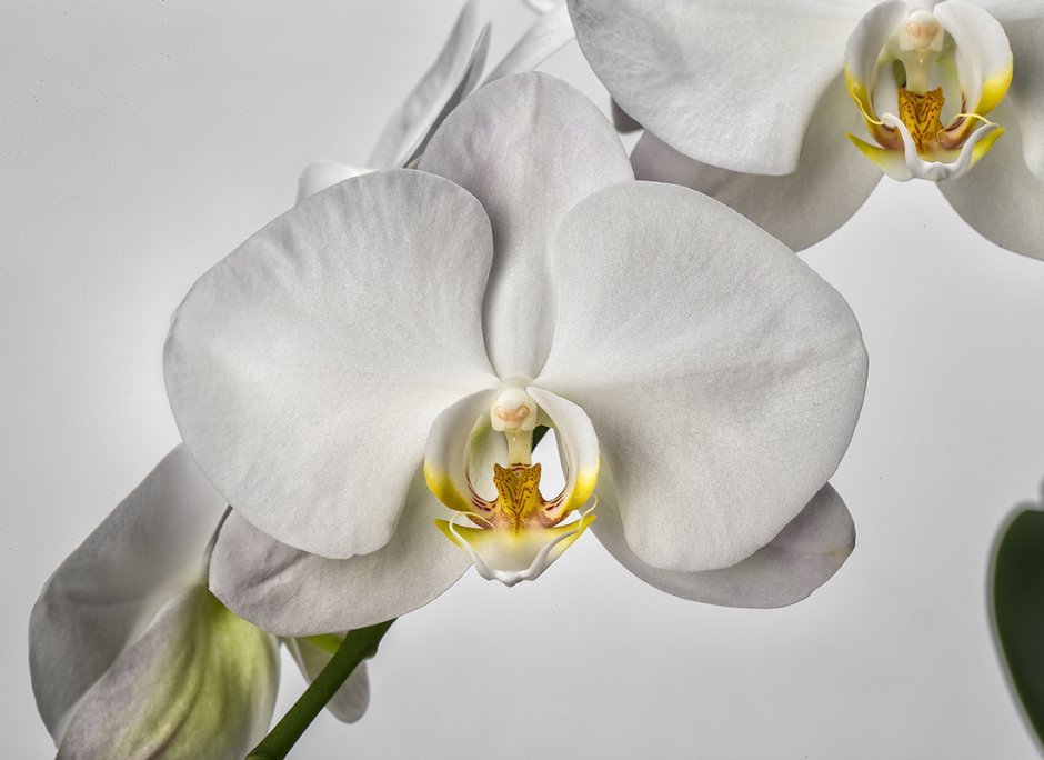 Нежные белые орхидеи