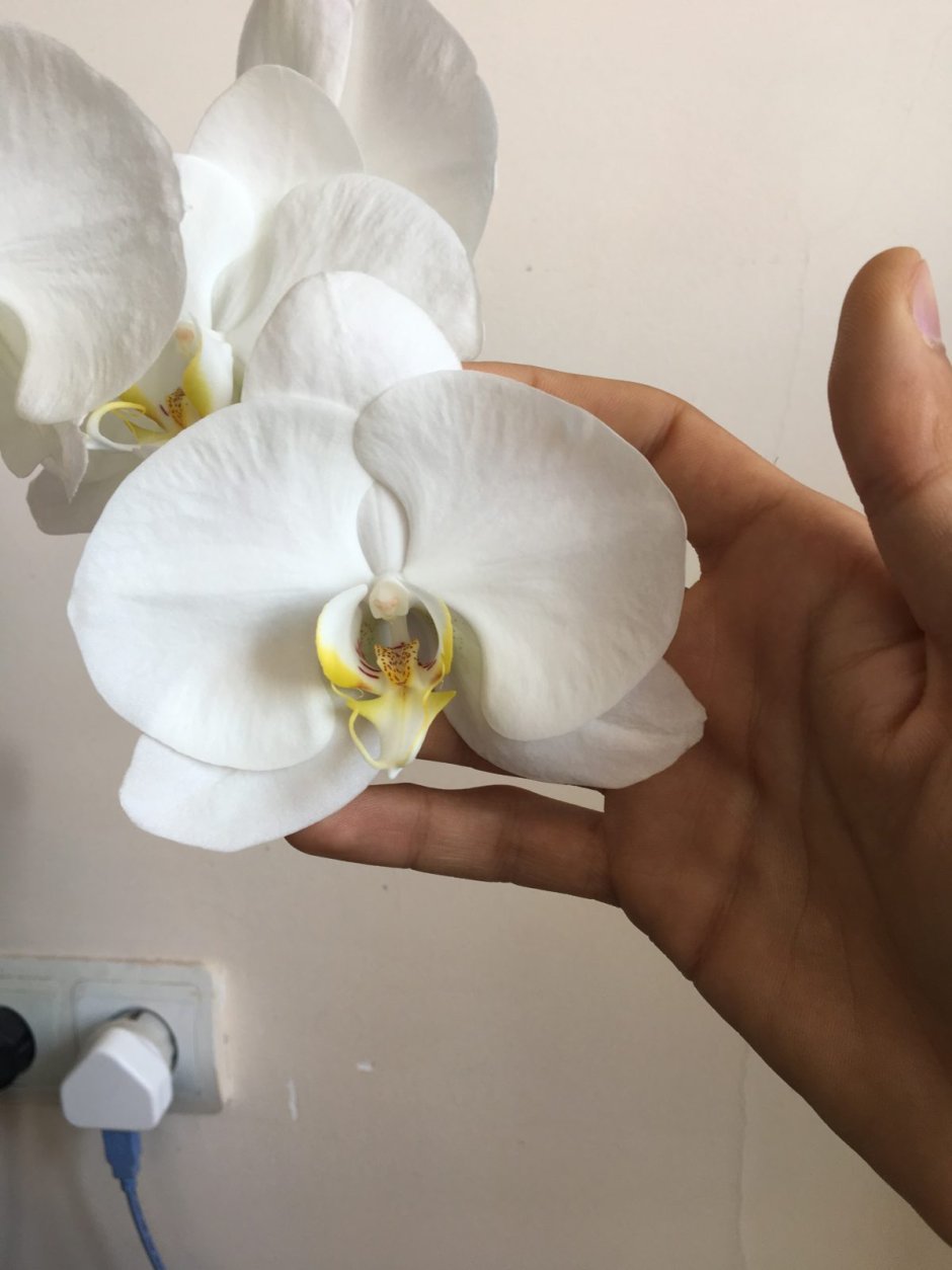 Огромная Орхидея Синголо