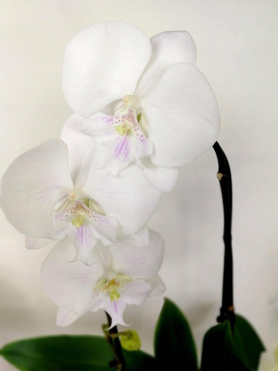 Фотофон нежные Орхидея лиловая
