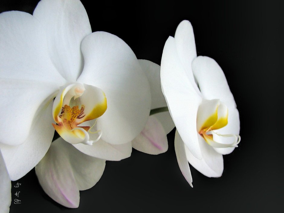 Pure Silk Орхидея