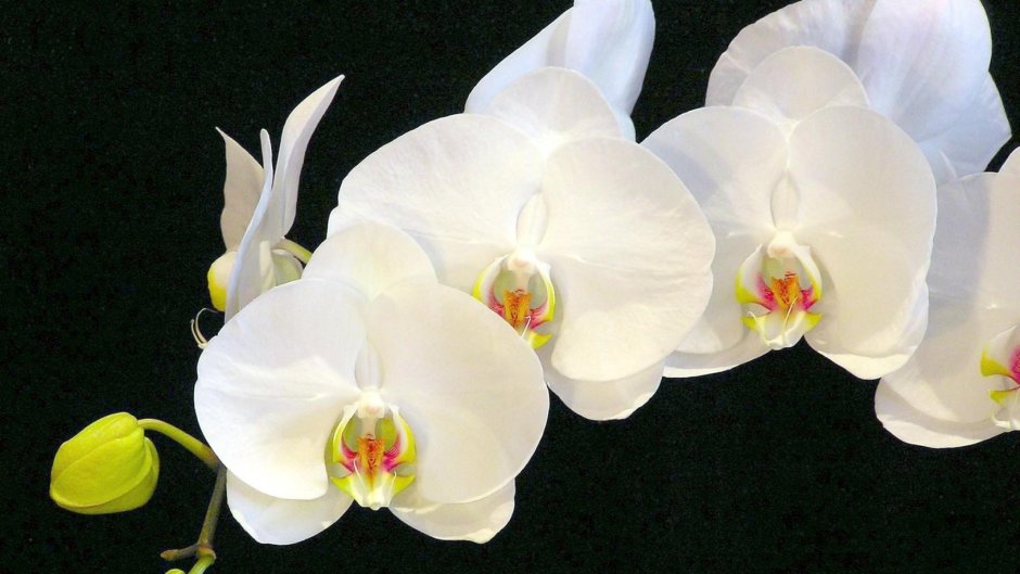 Орхидея фаленопсис White Apple