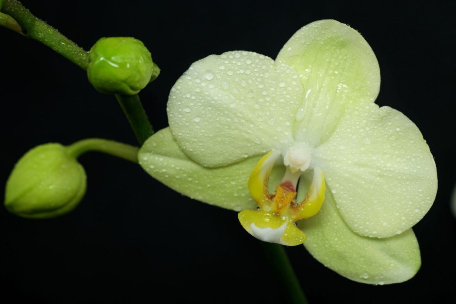 Дикси Орхидея