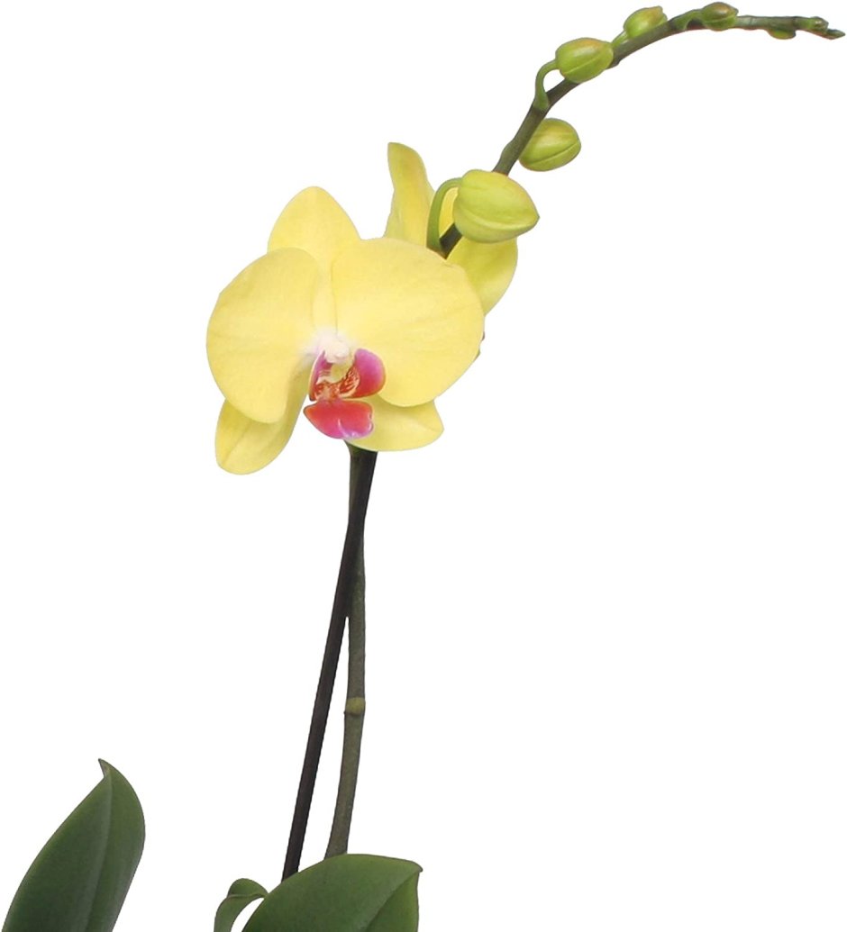 Орхидея фаленопсис Лаймлайт