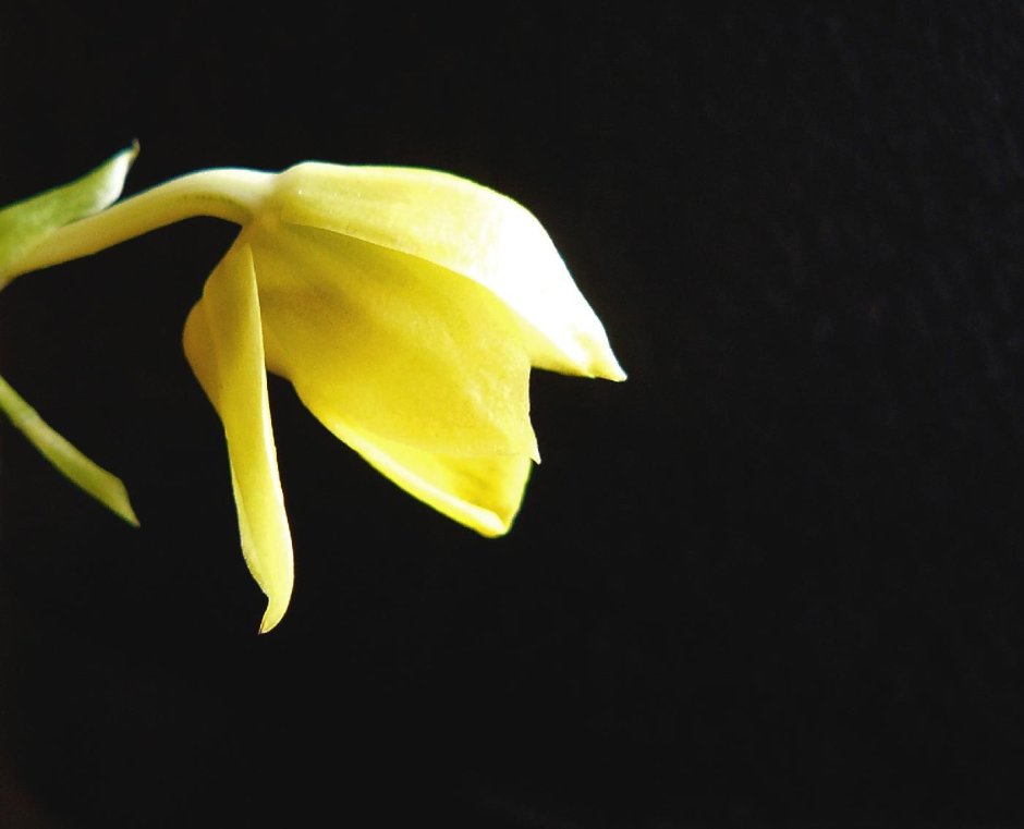Орхидея фаленопсис макро
