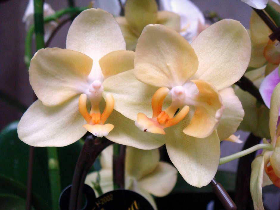 Чисто желтые орхидеи фаленопсис