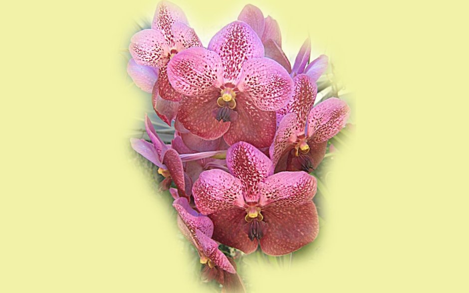 Ice Whisper Орхидея