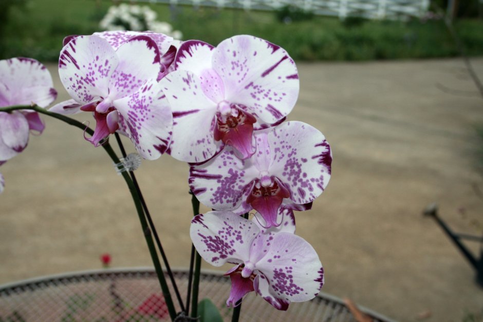 Розовая Орхидея фаленопсис бутоны