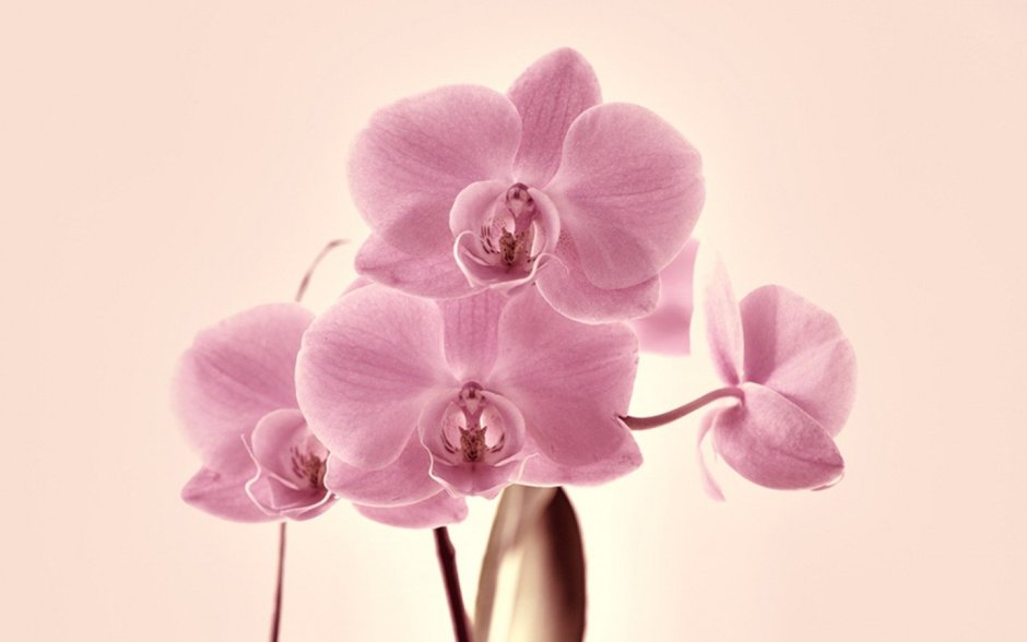 Орхидея Торино фото