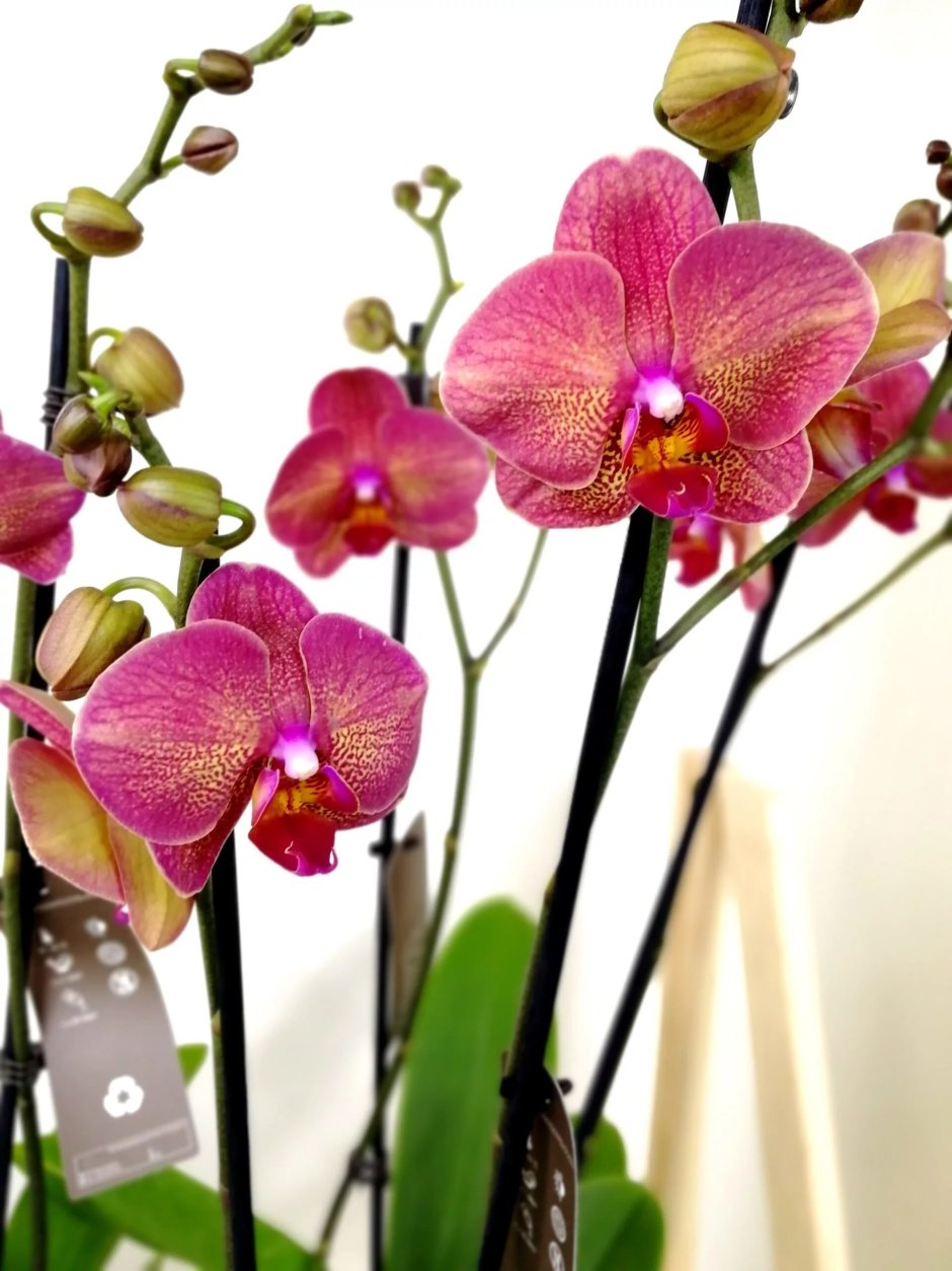 Обои на рабочий стол орхидеи живые