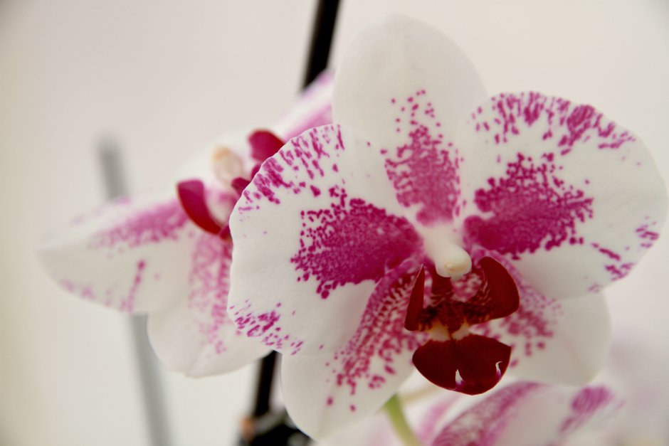 Орхидея Phalaenopsis Mariola