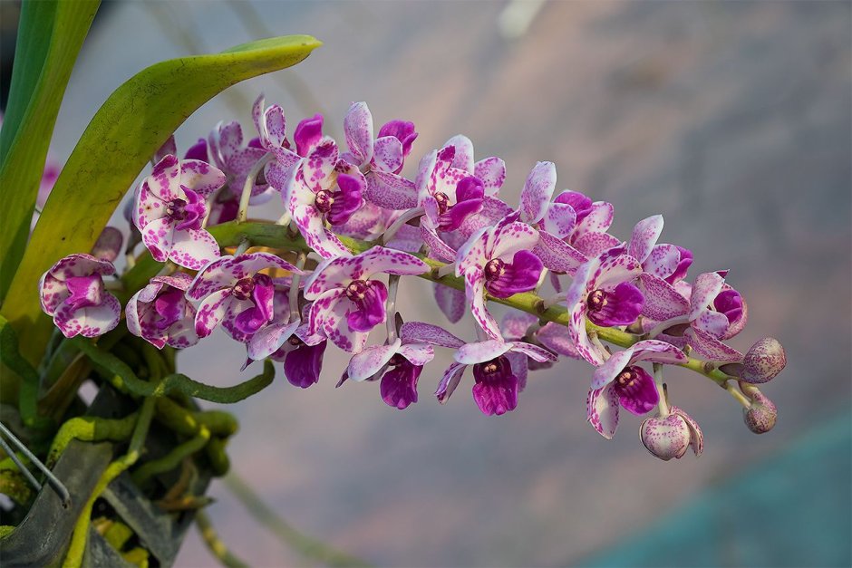 Орхидея Скенза плантс