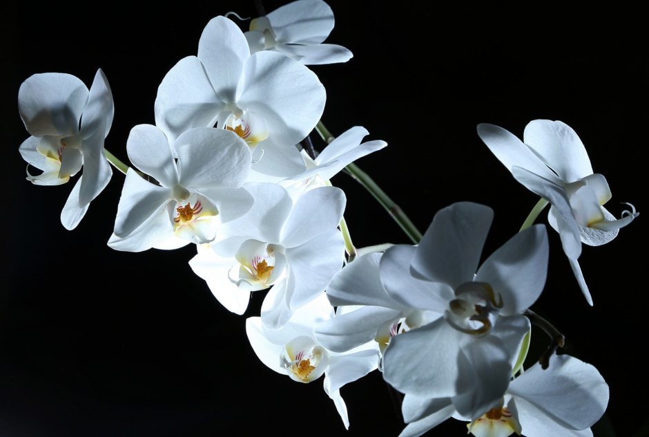 Pearlion фаленопсис Орхидея