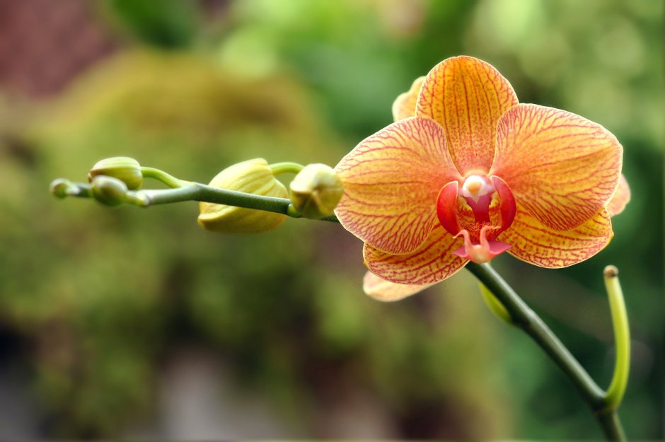 Мини орхидеи фаленопсис макро