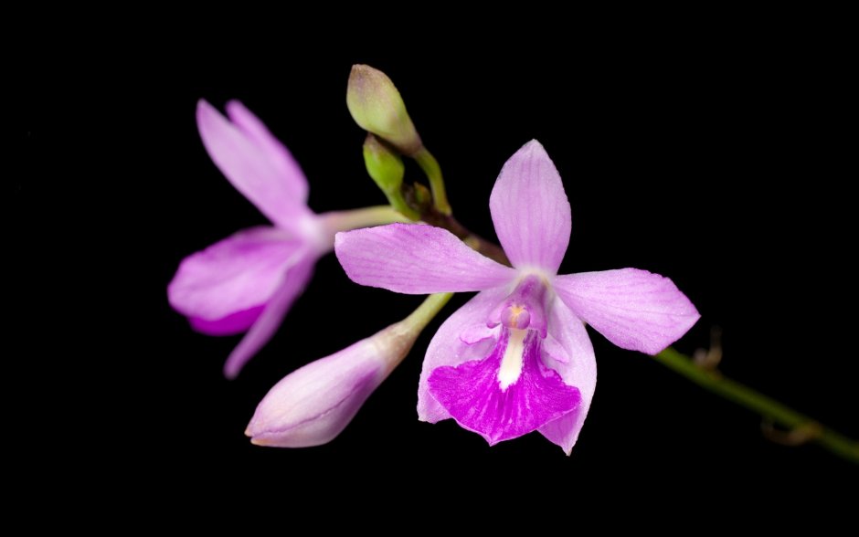 Орхидея Дева