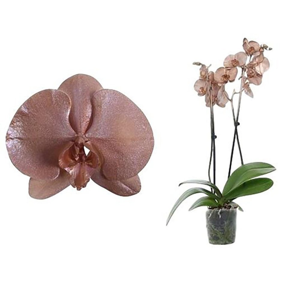 Орхидея Просекко фаленопсис