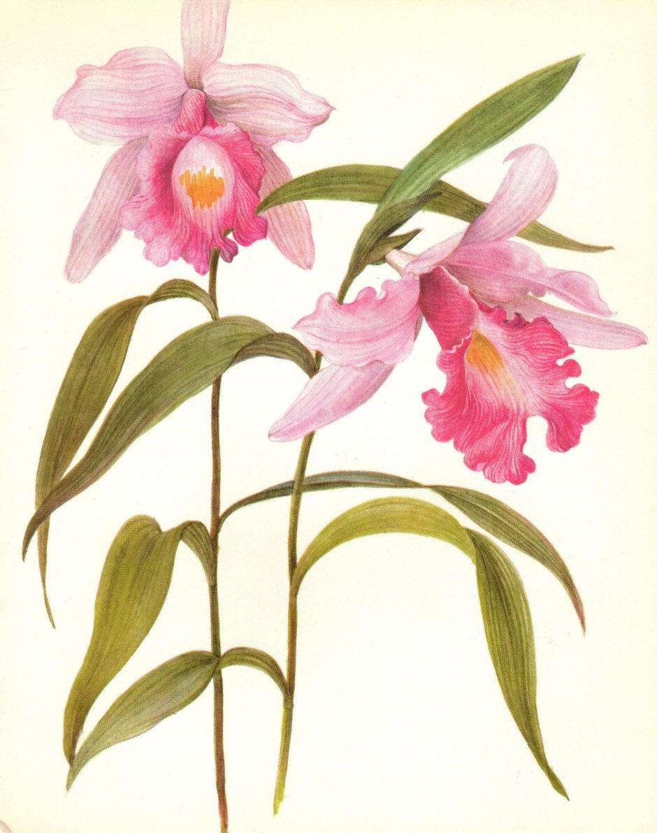 Ботаническая изарисовка акасиель Орхидея