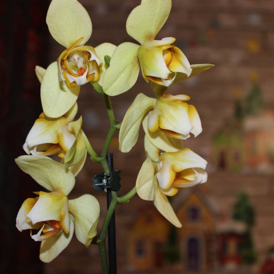 Орхидея фаленопсис Албуфейра