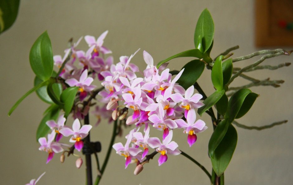 Орхидея трилипс