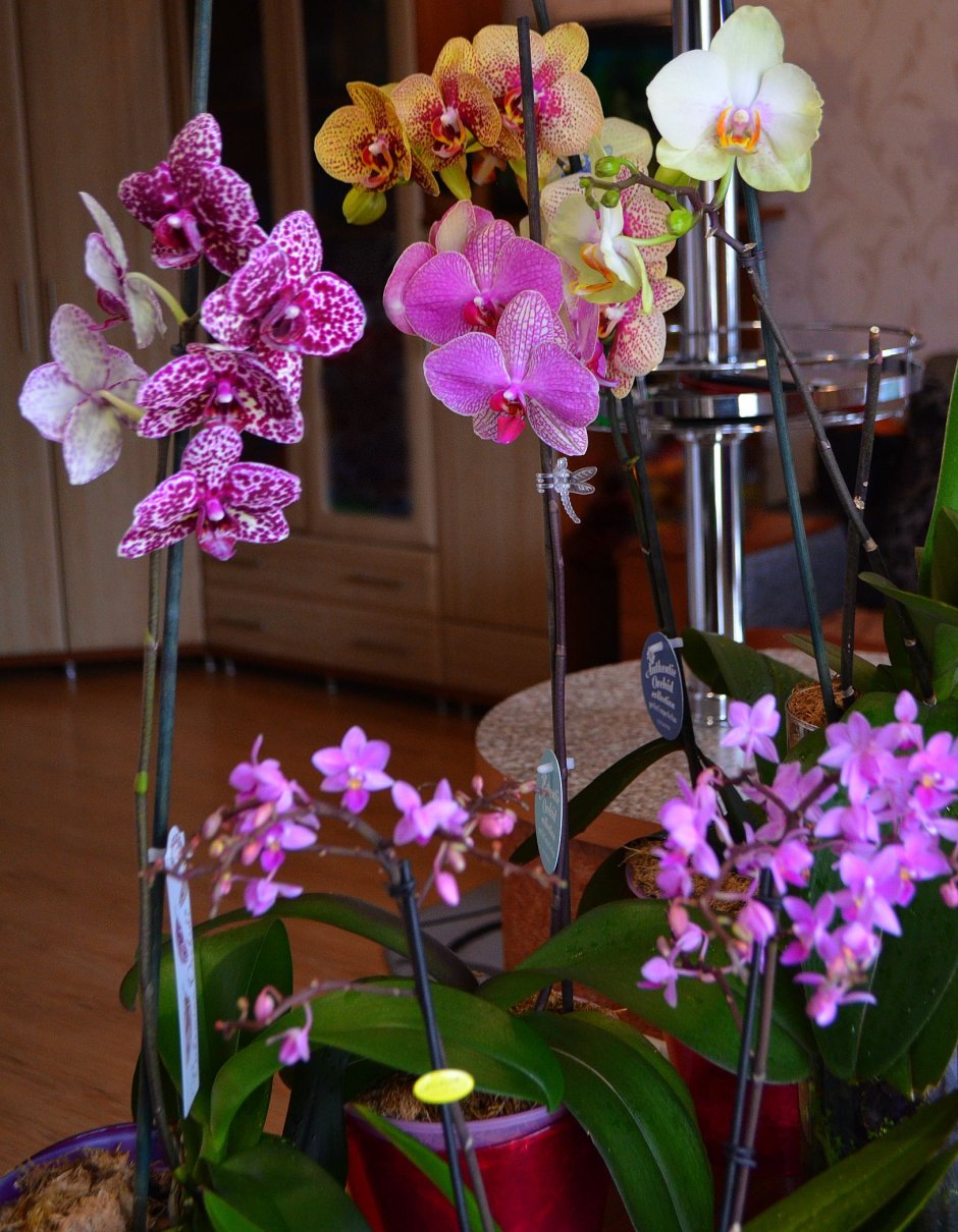 Мои орхидеи фаленопсис