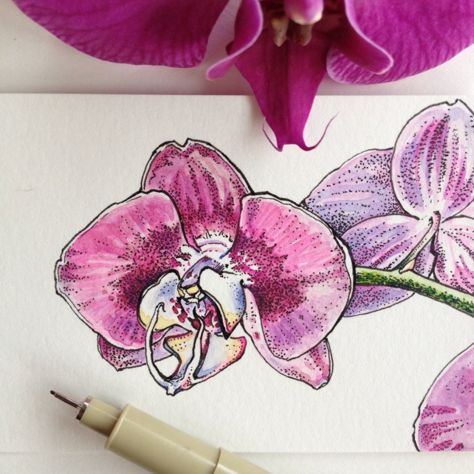 Орхидея акварелью скетчинг