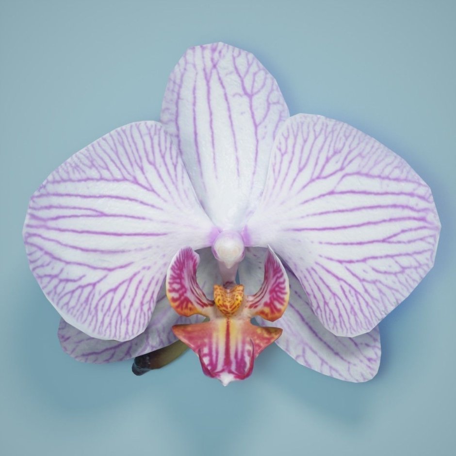 Ванда Орхидея грунт