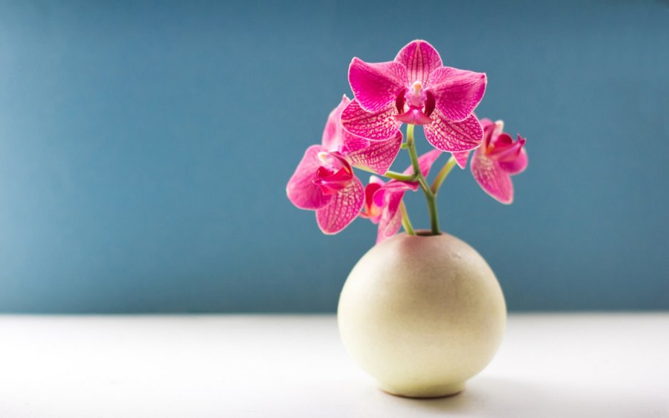 Орхидея скетч