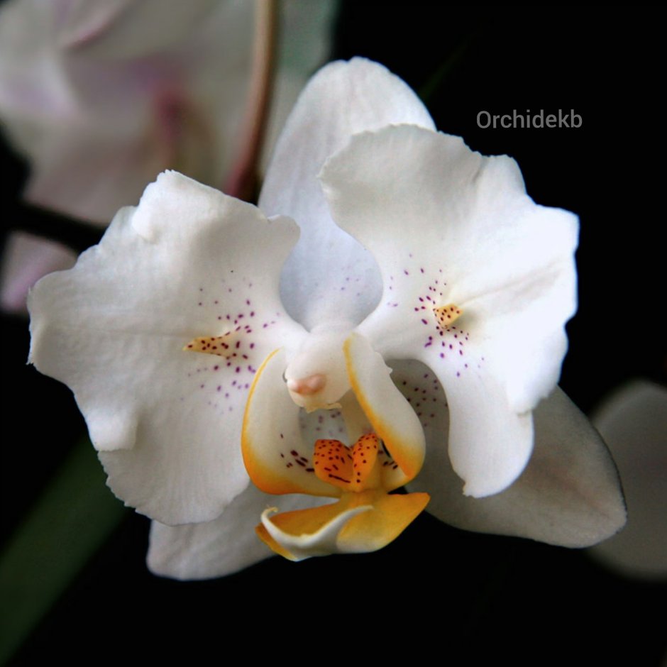 Орхидея в вазе