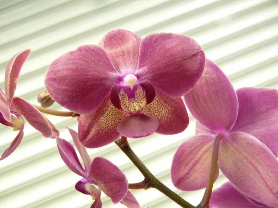 Полосатые орхидеи фаленопсис жёлтые