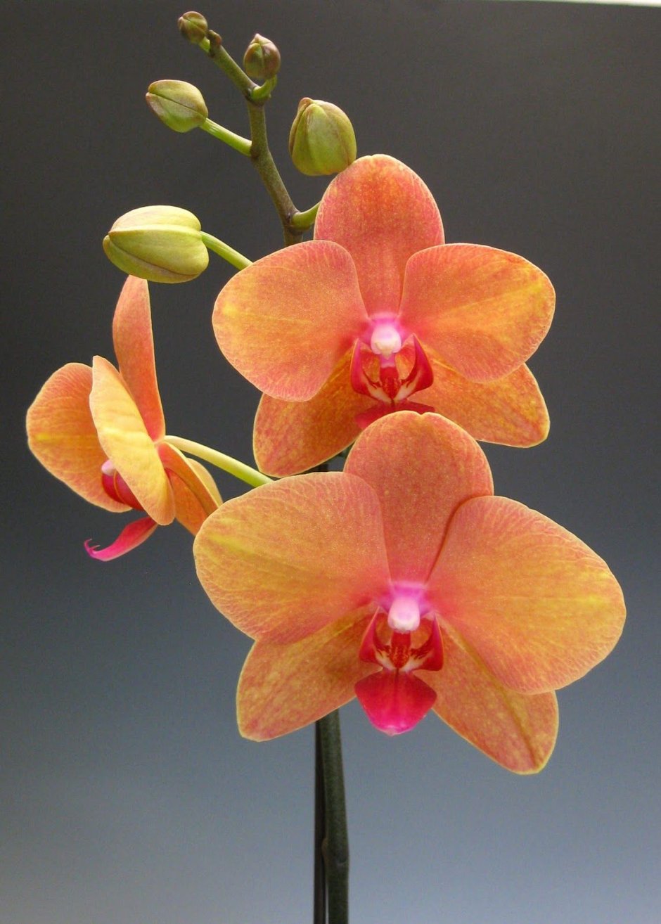 Орхидея фаленопсис Papagayo