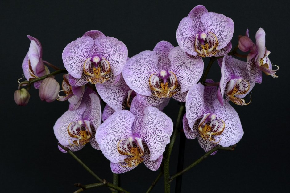 Феникс орхидея