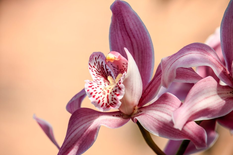 Коричневая Орхидея