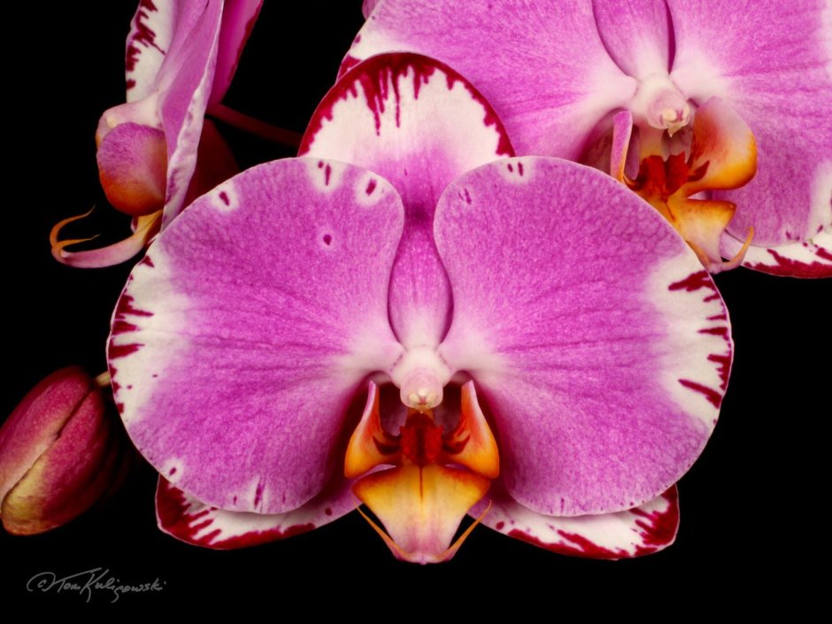 Орхидея манки фейс