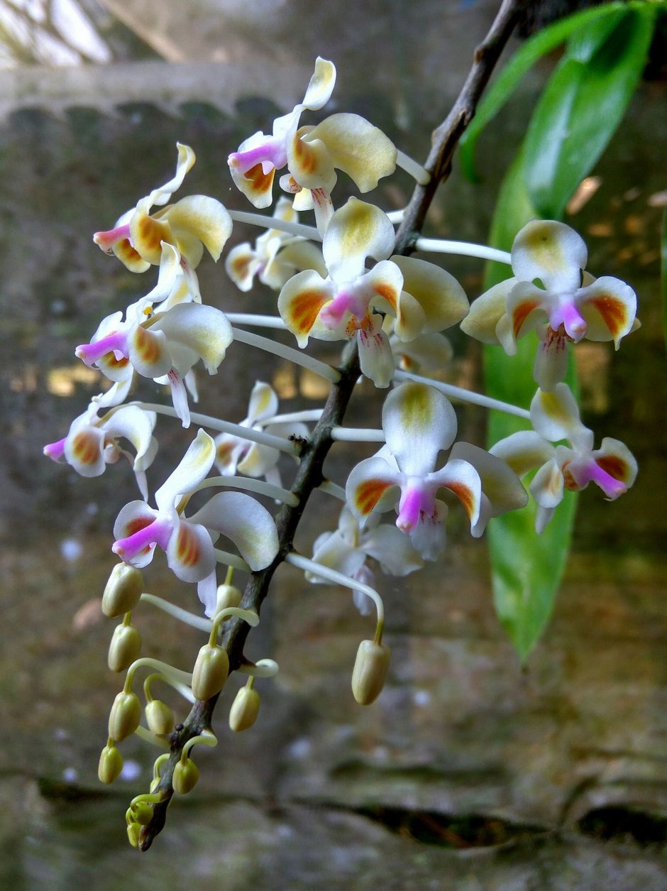 Орхидея фаленопсис Панда