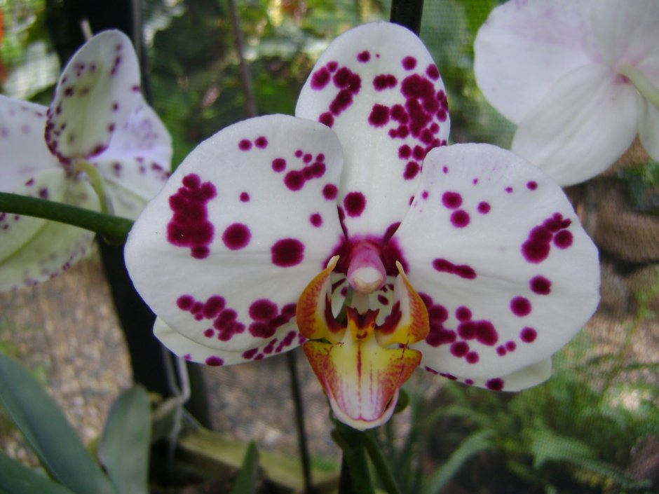 Орхидея spotty Pink