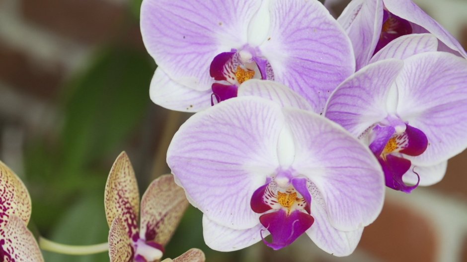 Орхидея Phalaenopsis spotted