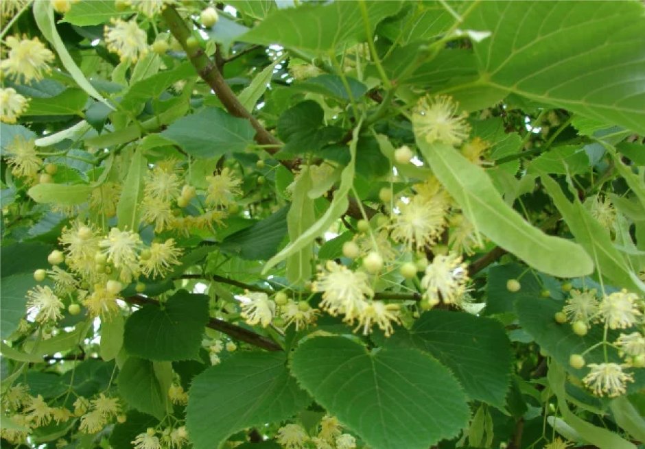 Липа крупнолистная Tilia platyphyllos