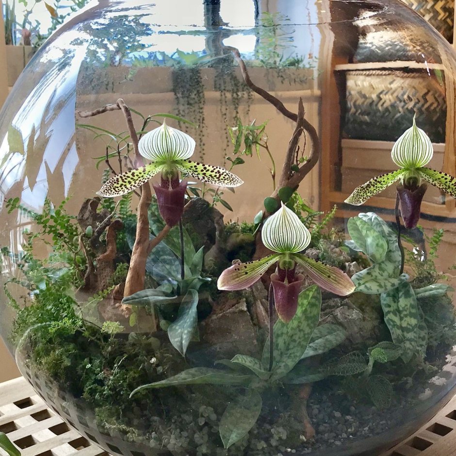 Палюдариум флорариум с орхидеями