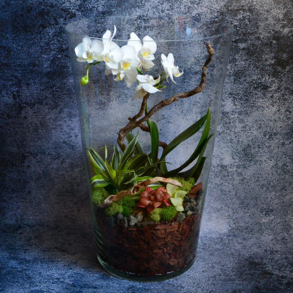 Флорариум с орхидеями