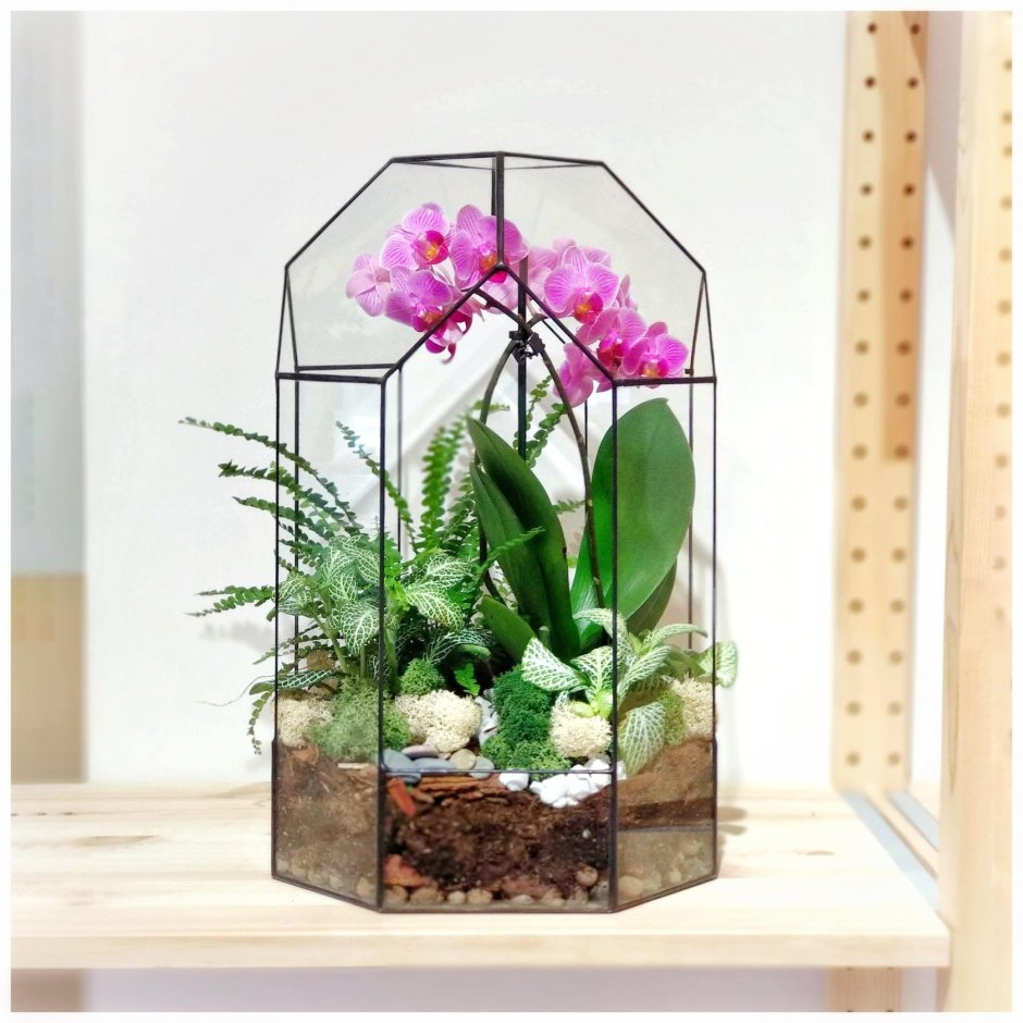 Драгоценные орхидеи флорариум